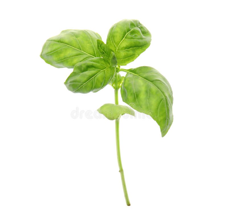Fresh green basil leaves stock photo. Image of tasty 128675332
