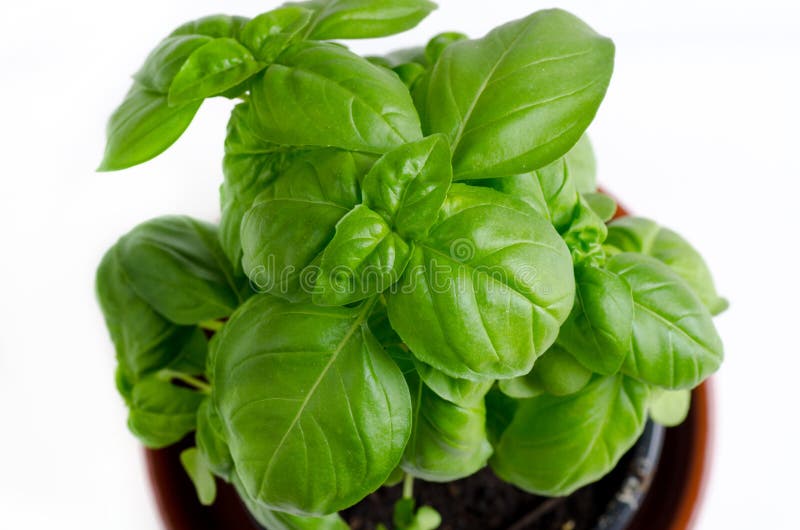 Fresh basil leaves stock photo. Image of scented, delicacy 116952482