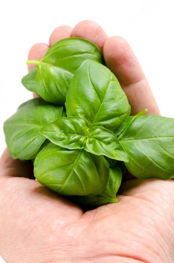 Fresh basil leaves stock image. Image of basil, food 116952537