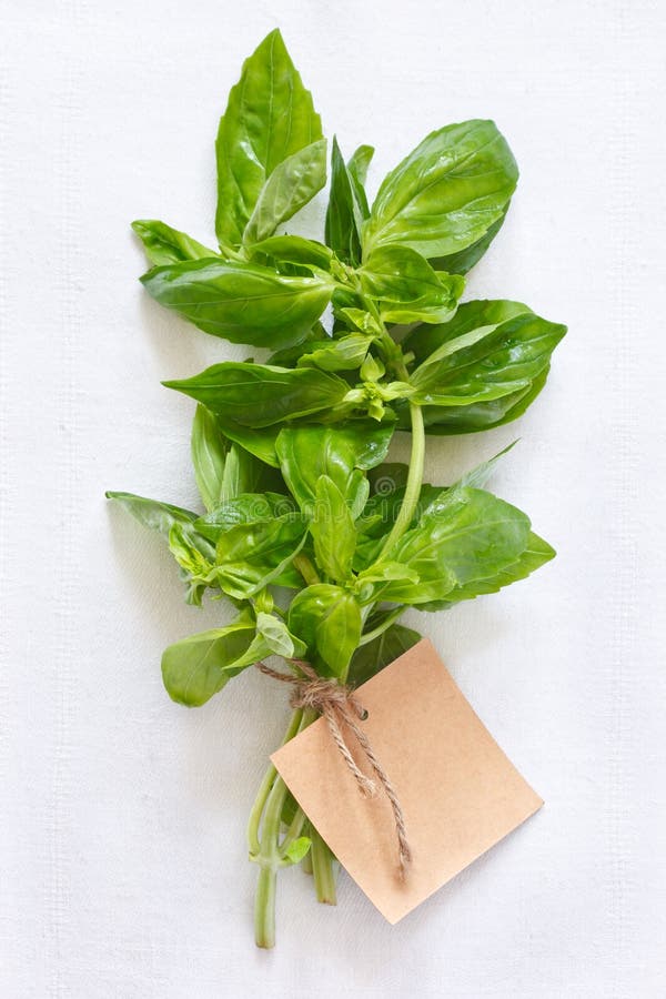 Basil and label tag stock image. Image of piece, shot 14543469
