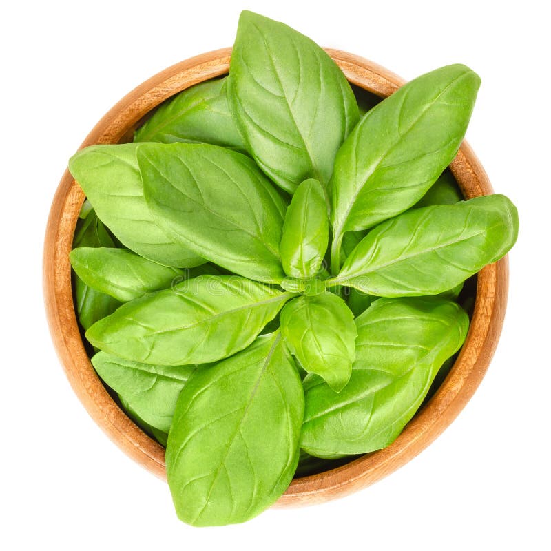 Fresh green basil leaves in wooden bowl over white