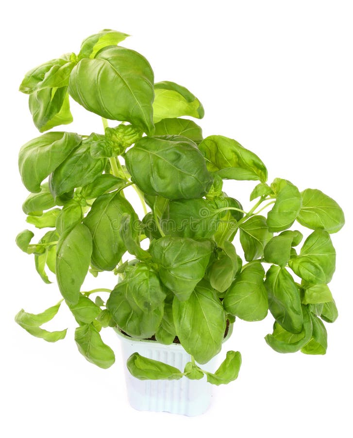 Basil Picture. Image 15435616