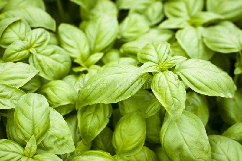 Fresh green basil plants stock photo. Image of garden 89587790