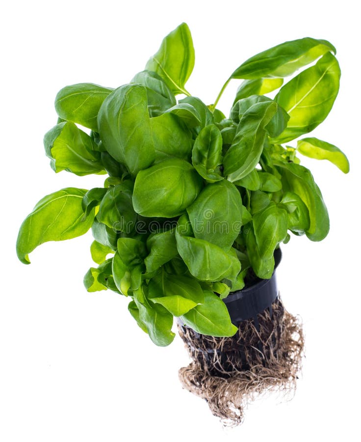 611 Basil Roots Stock Photos Free & RoyaltyFree Stock Photos from