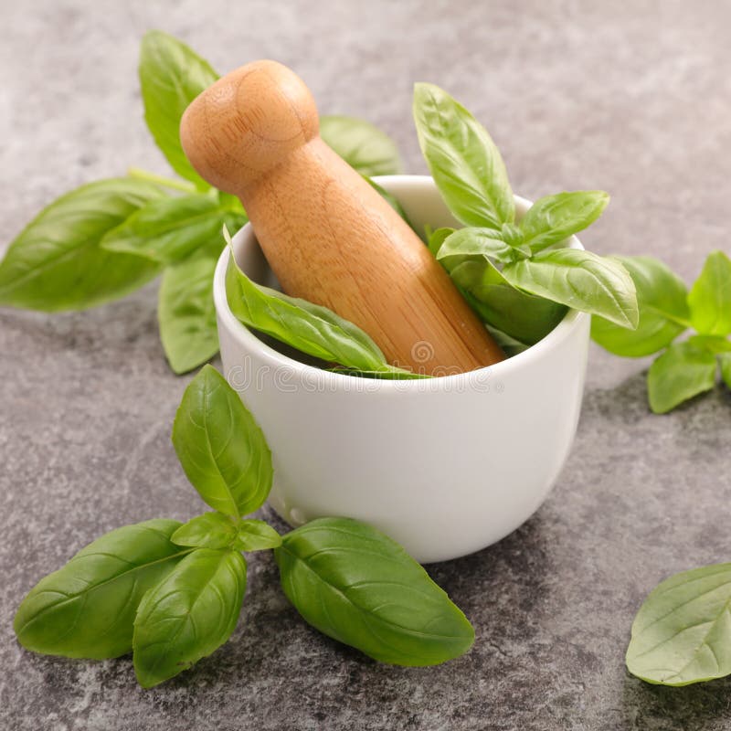 Fresh green basil stock photo. Image of aroma, aromatic 92776946