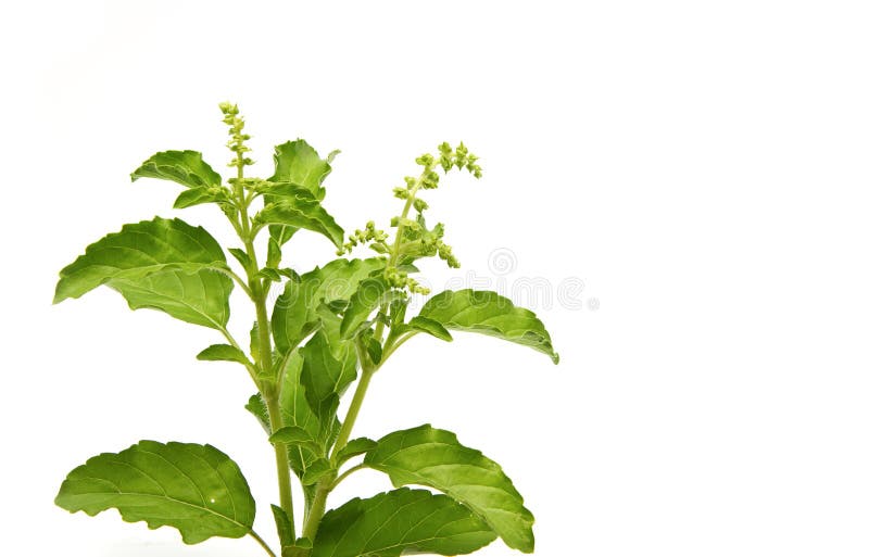 Fresh Green Basil,Thai Herb Stock Image Image of healthy, detail