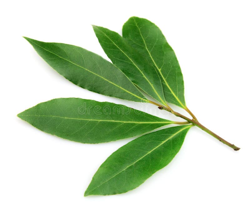 76,606 Bay Leaf Stock Photos Free & RoyaltyFree Stock Photos from