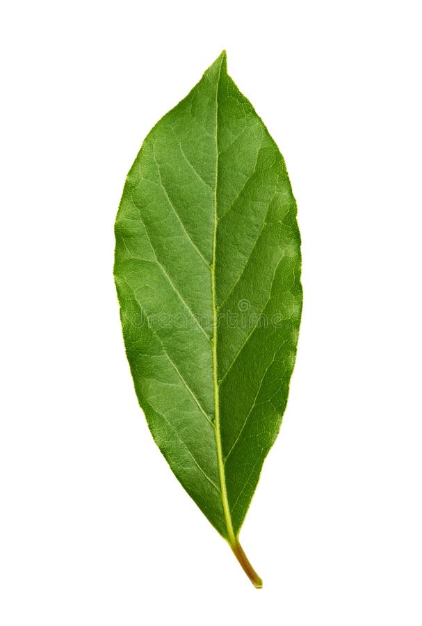 Fresh Green Bay Leaf Isolated on White Background Stock Image Image