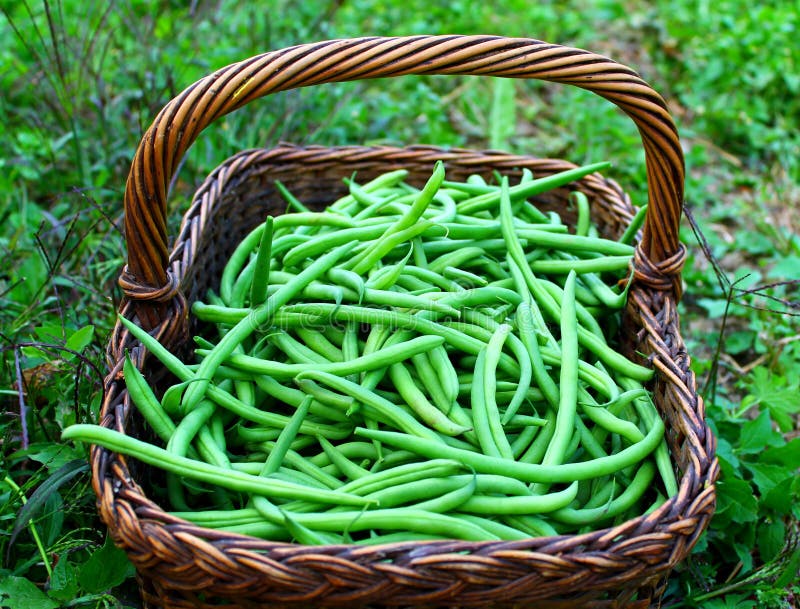 Fresh green beans stock photo. Image of healthful, pick 21791876