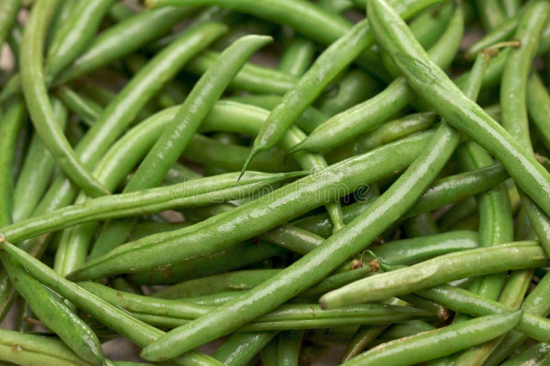Fresh Green Beans stock photo. Image of farm, fresh, closeup 4010594