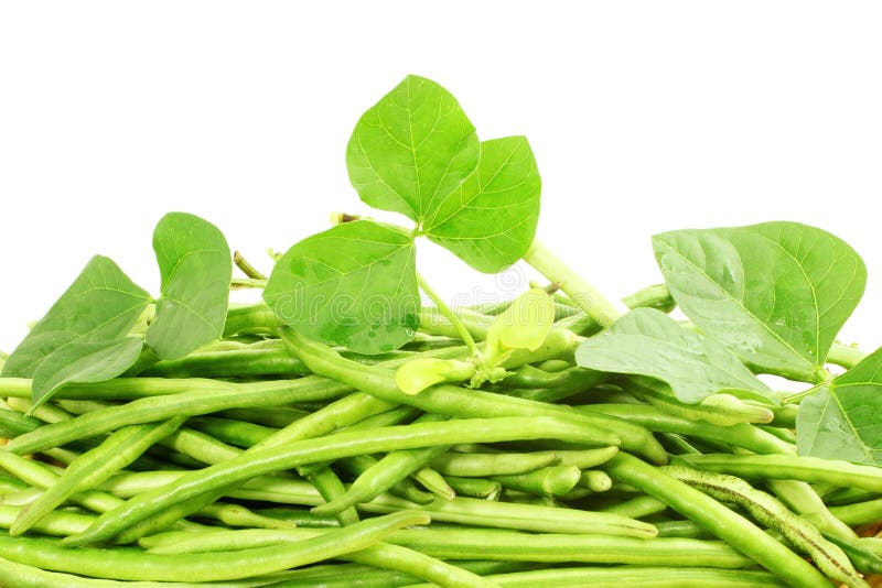 Fresh Green Black Eye Peas Beans with Plant Stock Image Image of leaf