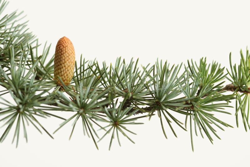 Fresh green branch of a fir tree with cone