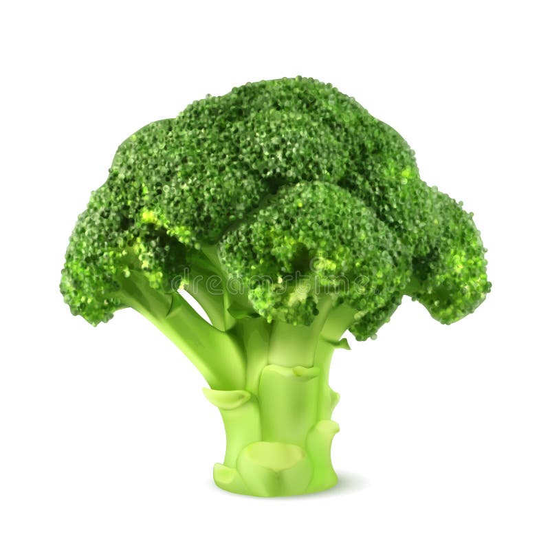 Fresh green broccoli royalty free illustration
