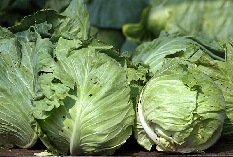 Fresh Green Cabbage Heads stock image. Image of market 18797419