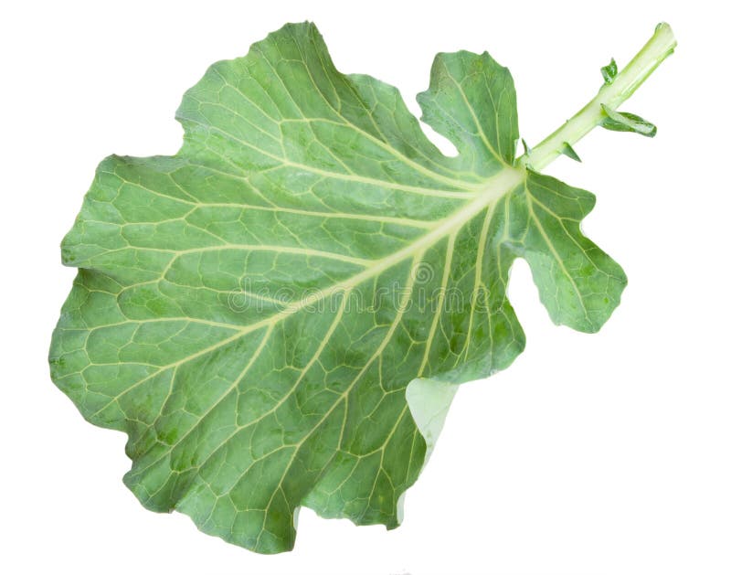 Fresh green cabbage leaf