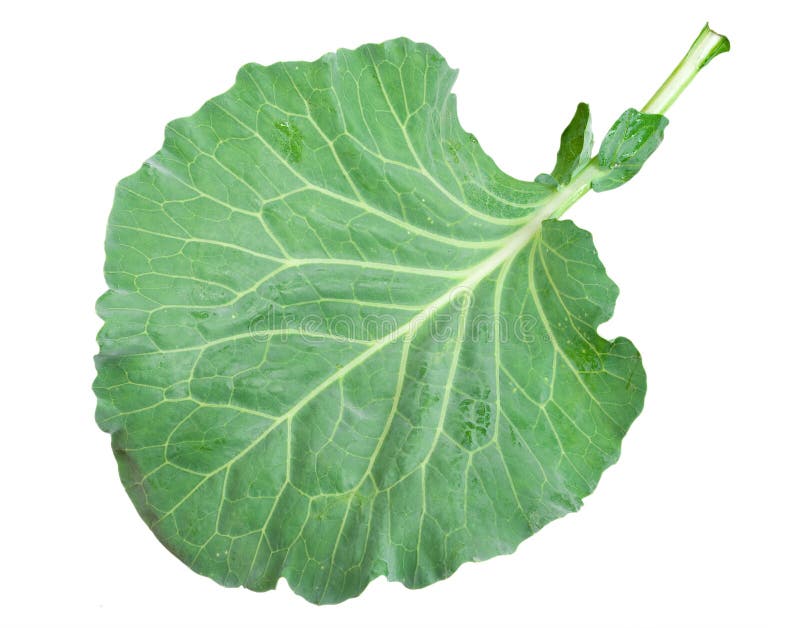 Fresh green cabbage leaf