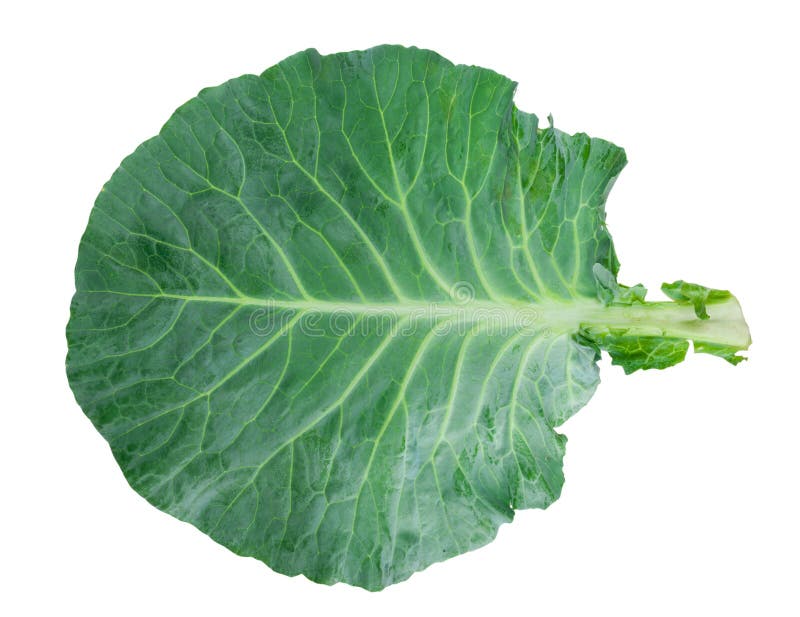 Fresh green cabbage leaf