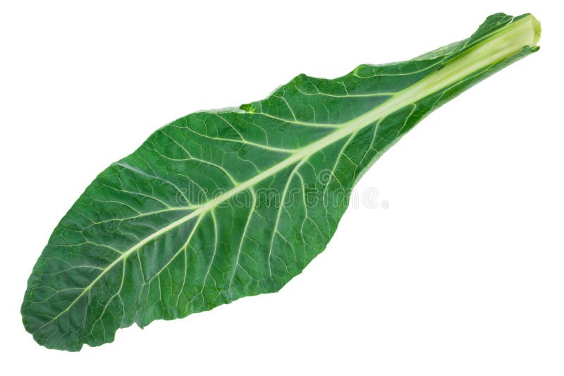 Fresh green cabbage leaf stock image. Image of vitamins 26027099