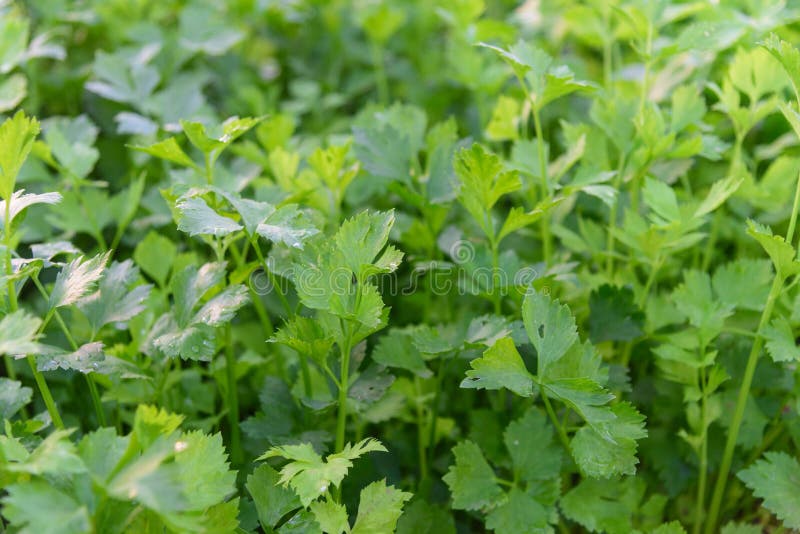 Fresh green Celery field stock image. Image of landscape 181233769