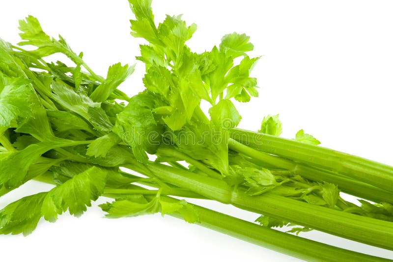 Celery stock image. Image of juice, garden, white, vegetable 73360211