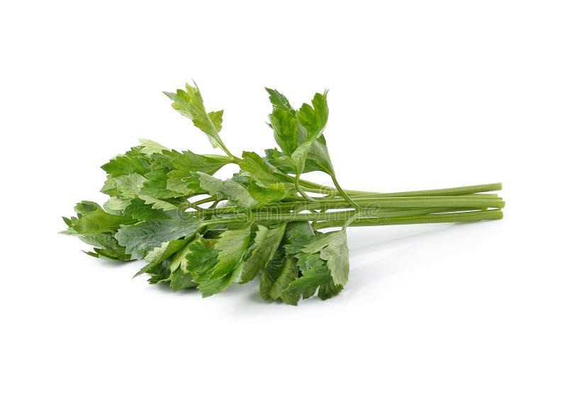 Fresh green celery stock photo. Image of cooking, dieting 49443418