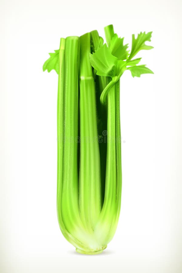 Fresh green celery royalty free illustration