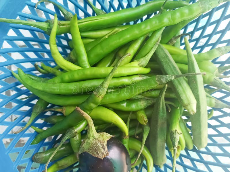 Fresh Green Chillies in Basket Stock Photo - Image of village, chilli