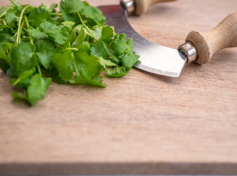 https://thumbs.dreamstime.com/b/fresh-green-cilantro-leaves-herb-chopper-wooden-cutting-board-double-handed-herb-chopper-bunch-fresh-green-172190667.jpg