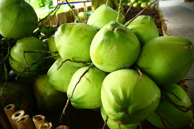 Fresh green coconut fruit stock photo. Image of vitamin 32207172