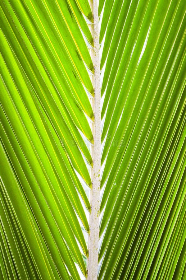 Fresh green coconut leaf stock image. Image of natural 144558195