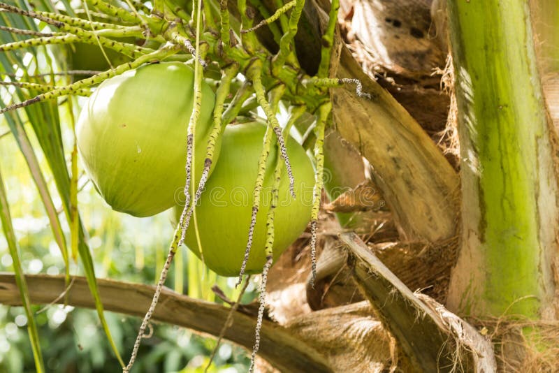 Green coconut on palm tree stock image. Image of coconut 57215135