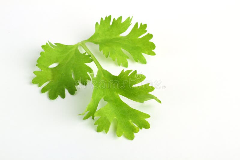 Fresh green coriander leaf stock photo. Image of ingredient 13954174