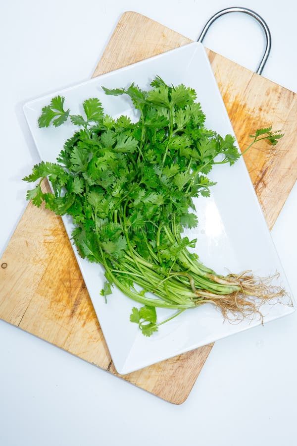Fresh Green Coriander Leaves Heap Stock Photo Image of aroma, healthy
