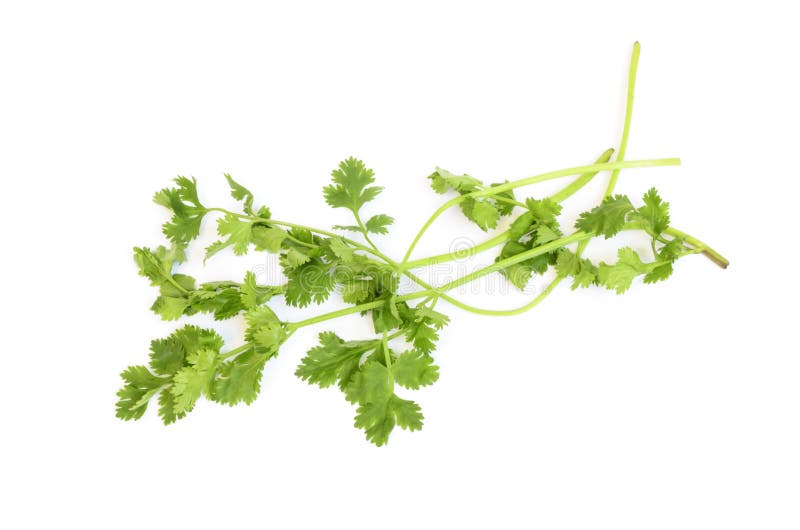 Fresh Green Coriander Leaves Stock Image Image of closeup, culinary