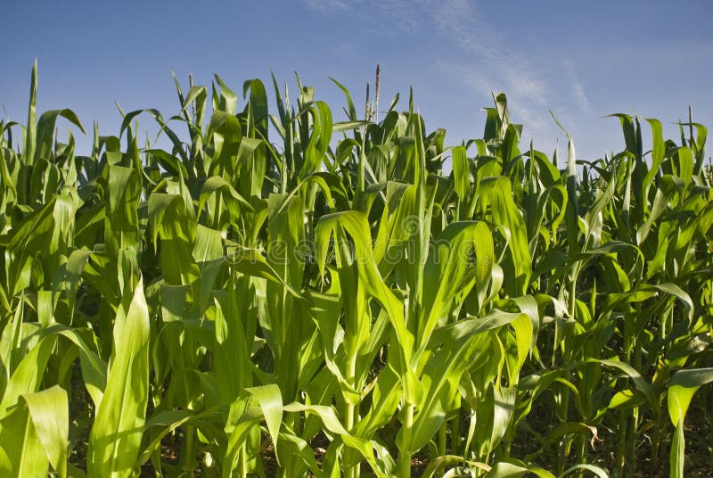 Fresh green corn crops stock photo. Image of horizon 30718438