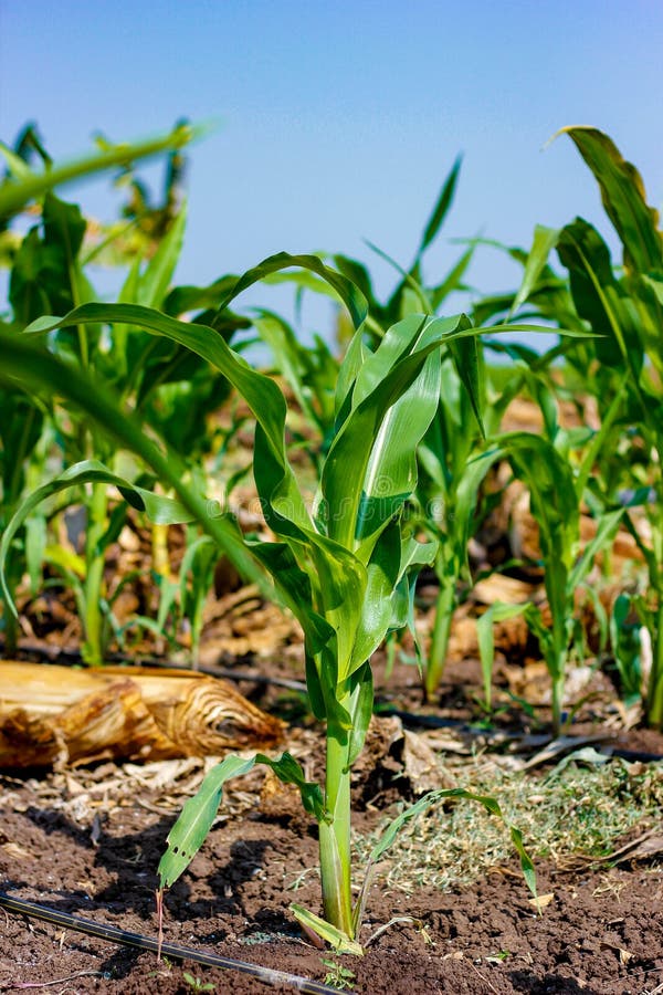 Fresh green Green Corn Field , indian farm , stock photo Fresh green Green Corn Field , indian farm , stock photo