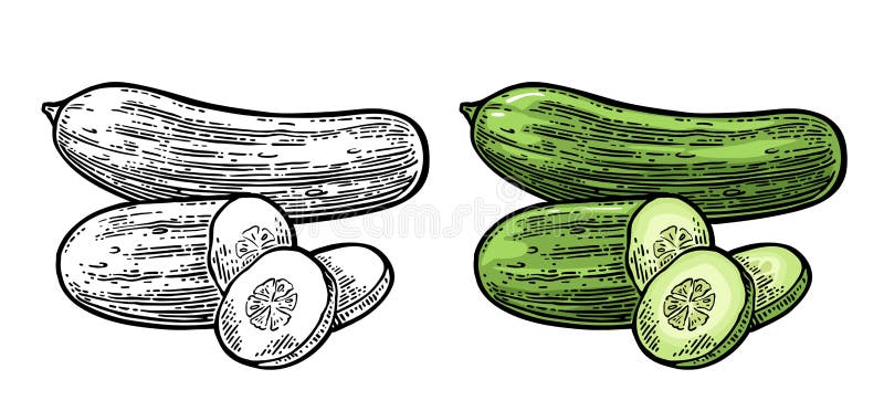 Castraveți verzi proaspeți, întregi felii vector illustration