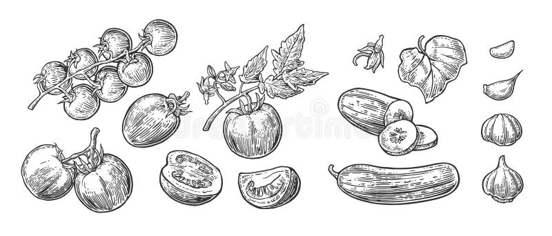 Castraveți verzi proaspeți, întregi semicarcase și flori. stock illustration