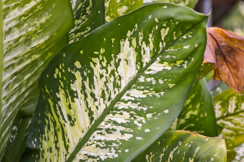 Green Dieffenbachia leaf in nature garden royalty free stock photo Green Dieffenbachia leaf in nature garden royalty free stock photo
