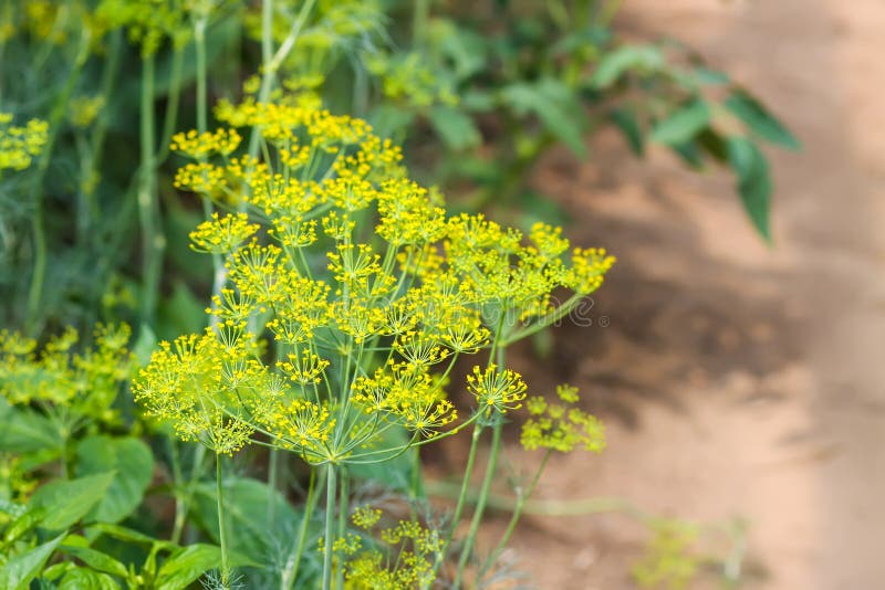 Fresh green dill. Garden of vegetables royalty free stock image