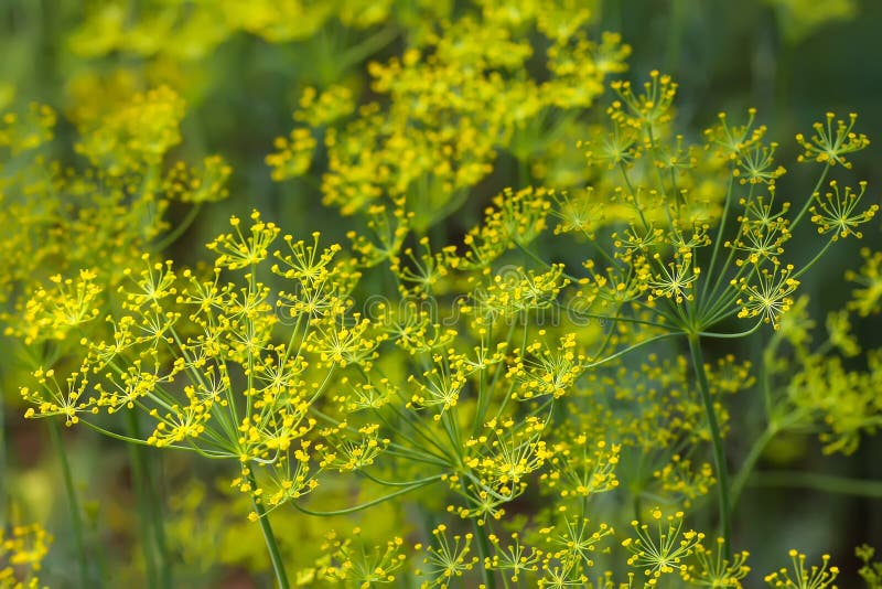 Fresh green dill. Garden of vegetables stock images