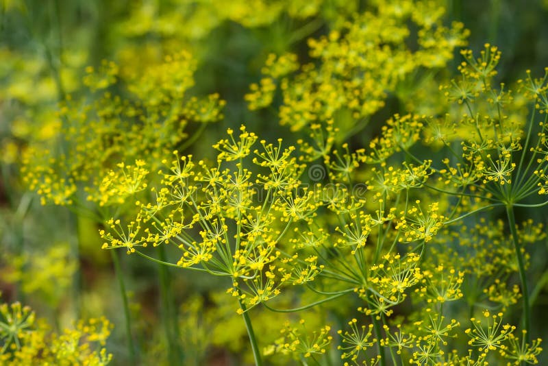 Fresh green dill. Garden of vegetables stock photography