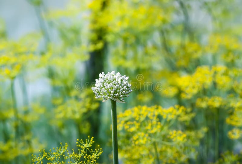 Fresh green dill. Garden of vegetables stock image