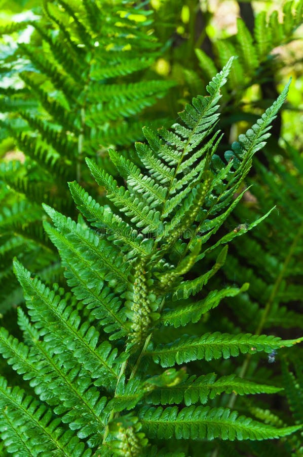 Fresh green fern