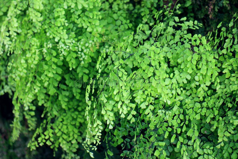 Fresh green fern background (Adiantum raddianum) royalty free stock photography Fresh green fern background (Adiantum raddianum) royalty free stock photography