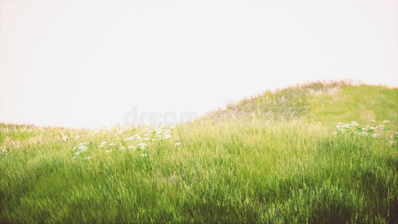 Fresh green field and blue sky in spring stock illustration