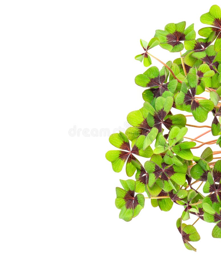 Green four leaf clover stock photo. Image of botanical 21054418