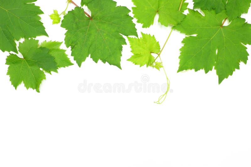 Fresh Green Grape Leaf