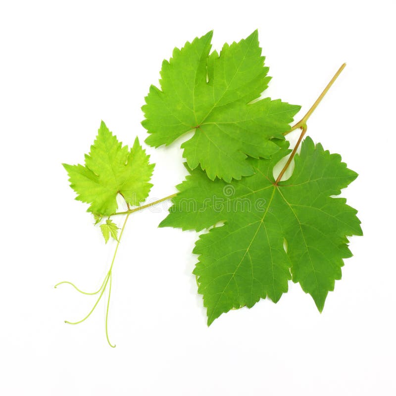 Fresh Green Grape Leaf