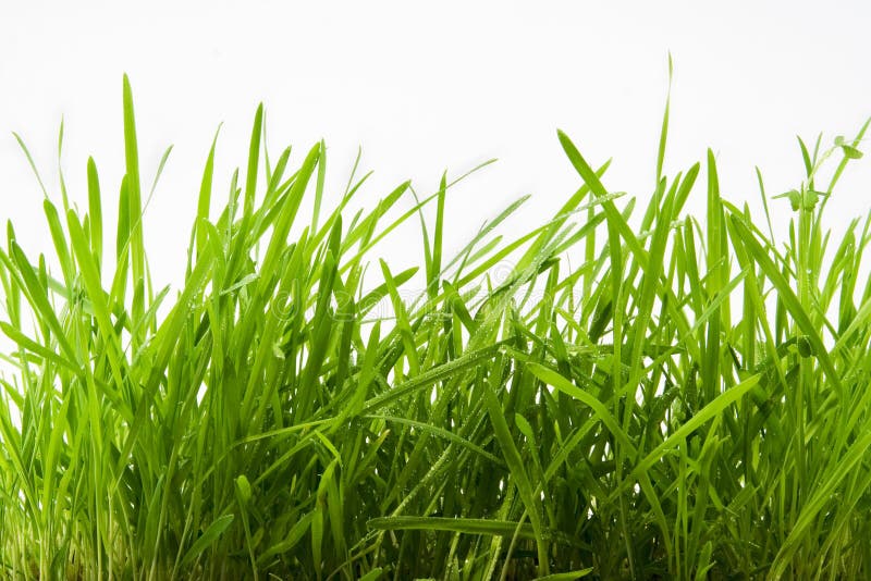 The fresh green grass